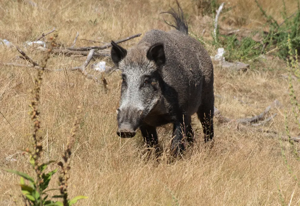 Actividades Caza y Pesca jabali