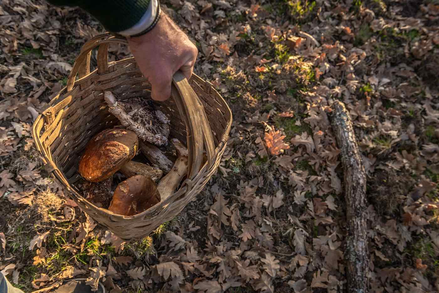 Parque Micológico ‘Sierras de Francia, Béjar, Quilamas y El Rebollar‘ 1