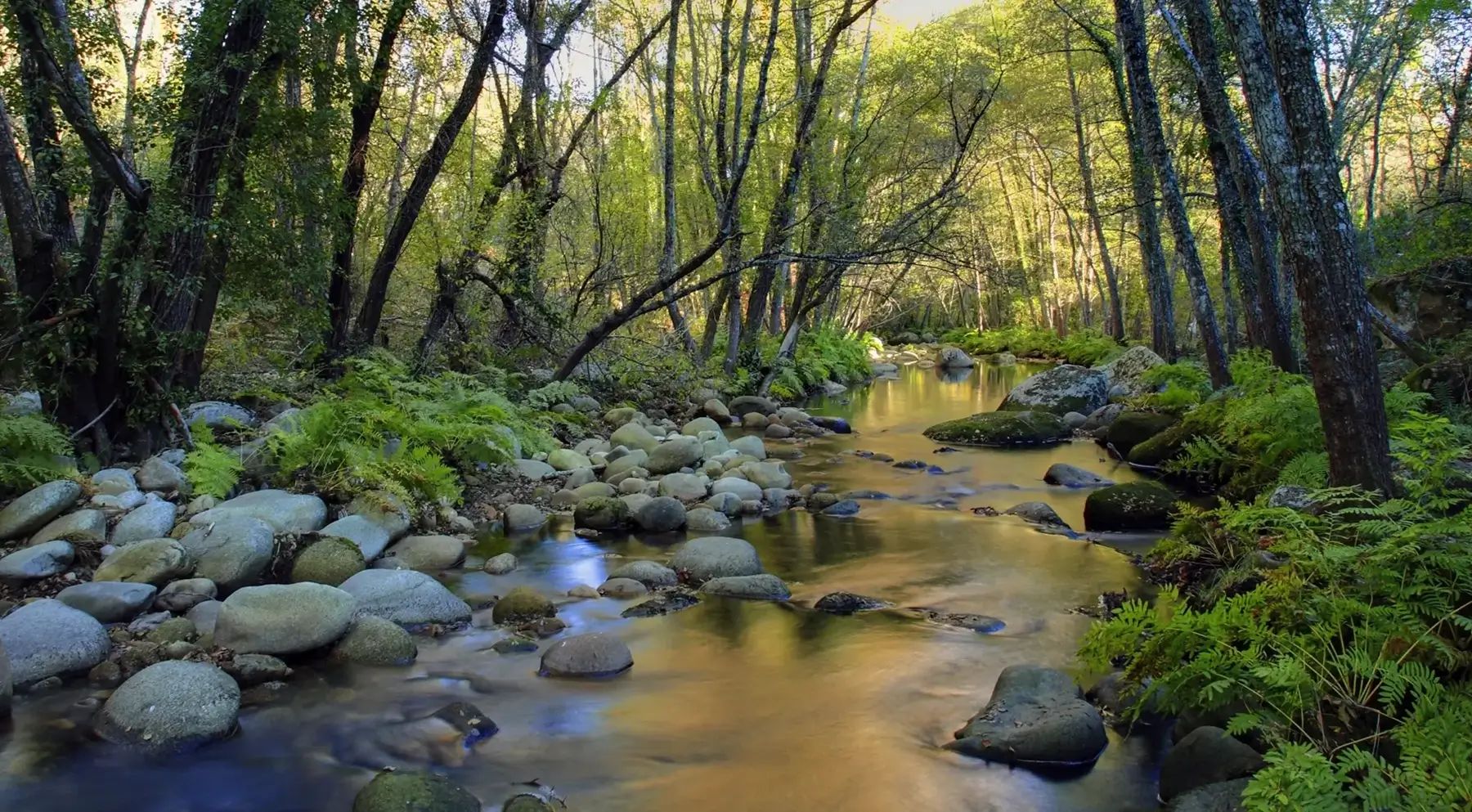 Naturaleza en la Biosfera en la sierra de francia
