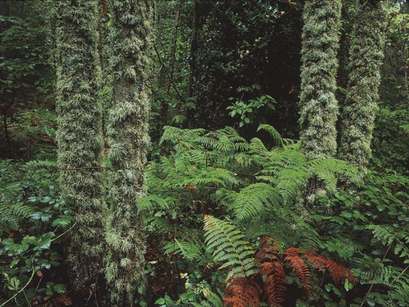Reserva de la Biosfera sierra de francia 2