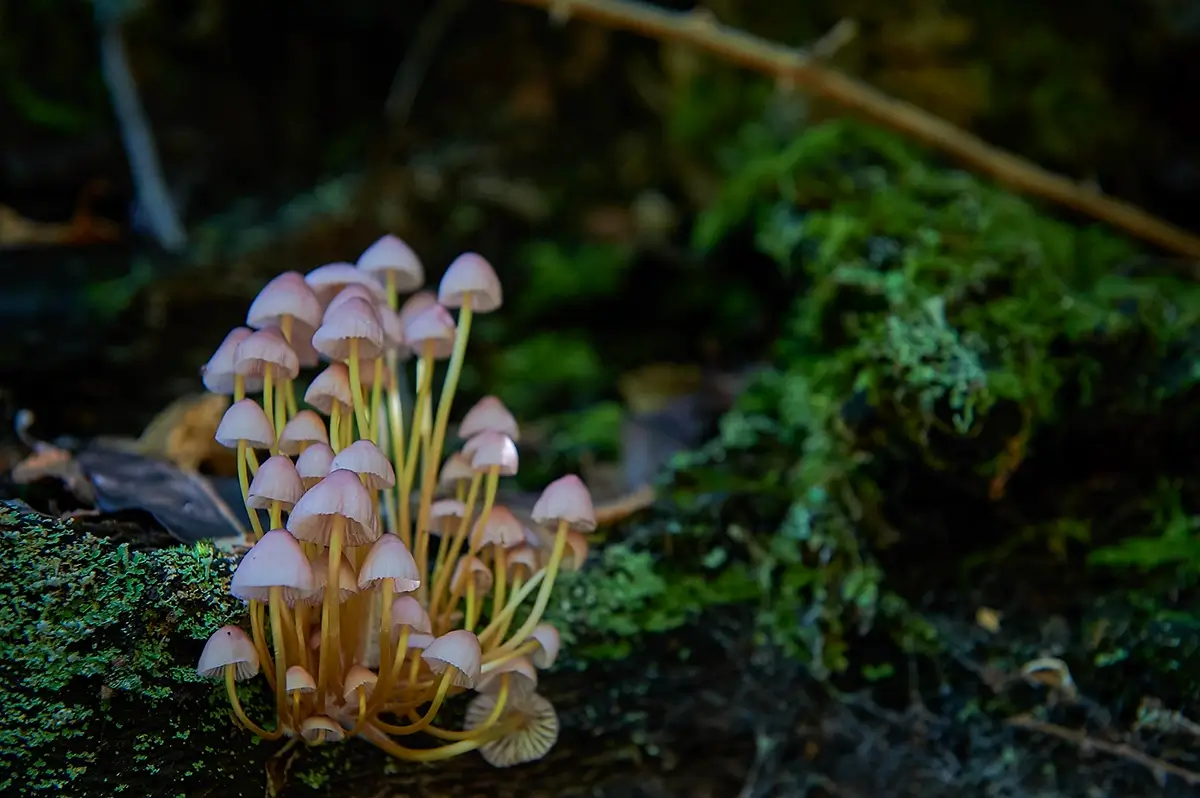 Parque Micológico ‘Sierras de Francia, Béjar, Quilamas y El Rebollar‘ 3