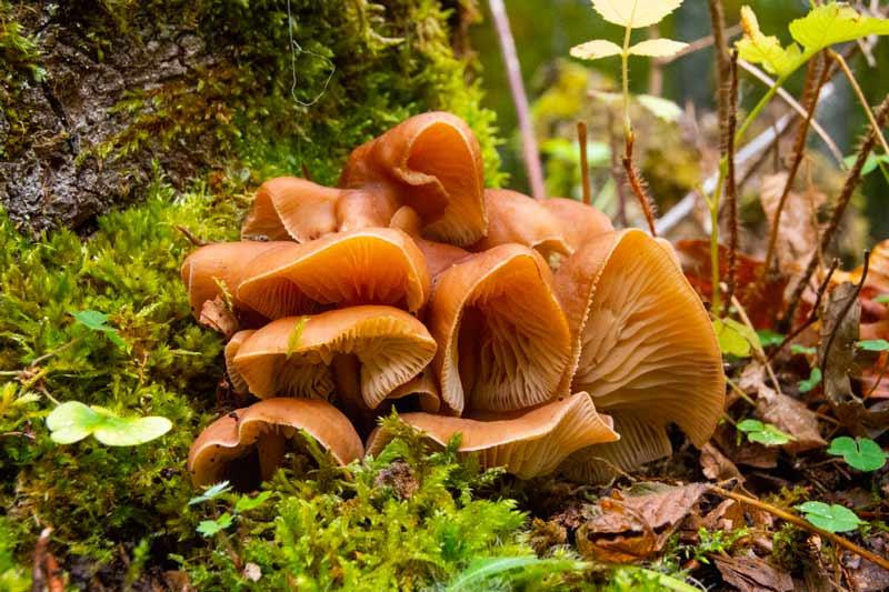 Parque Micológico ‘Sierras de Francia, Béjar, Quilamas y El Rebollar‘ 2