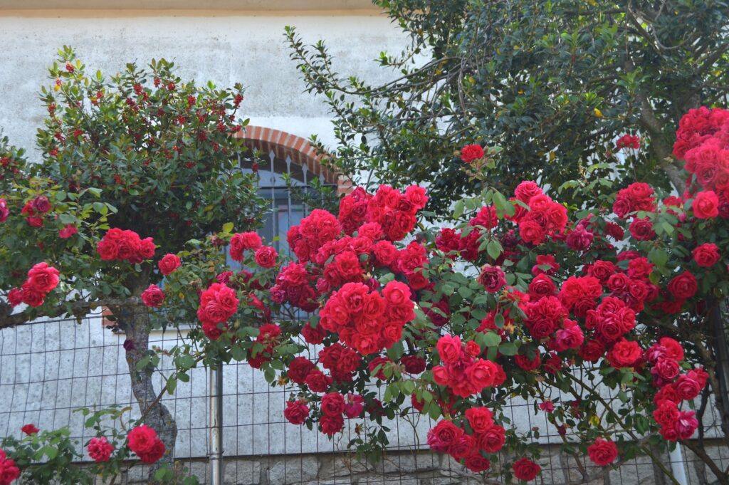 Navarredonda de la Rinconada sierra de francia 3